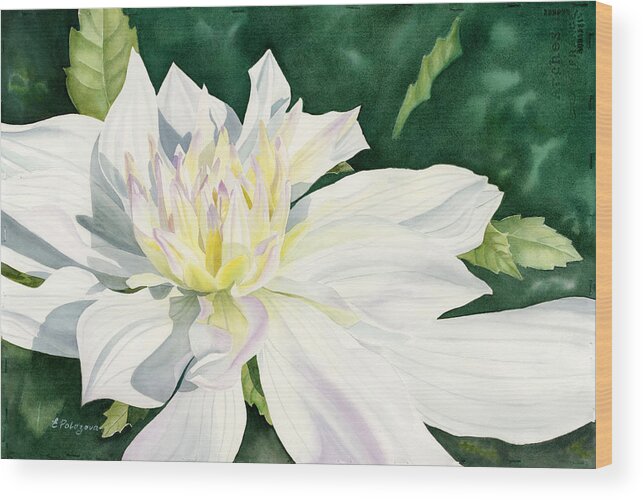 White Dahlia Wood Print featuring the painting White Dahlia - transparent watercolor by Elena Polozova