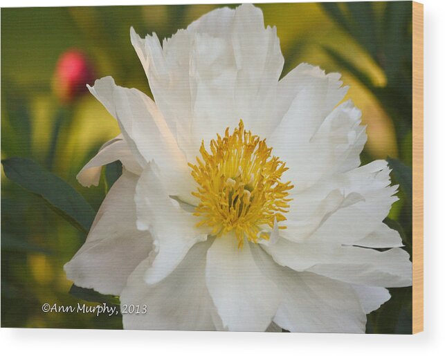 Nature Up Close Wood Print featuring the photograph White Floribunda Rose by Ann Murphy