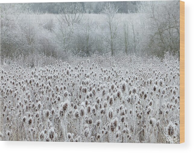 Wintry Scene Wood Print featuring the photograph White fur by Laura Hol Art