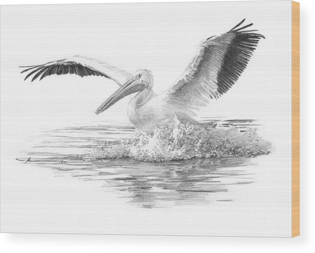 <a Href=http://miketheuer.com Target =_blank>www.miketheuer.com</a> Wood Print featuring the drawing White Pelican Pencil Portrait by Mike Theuer