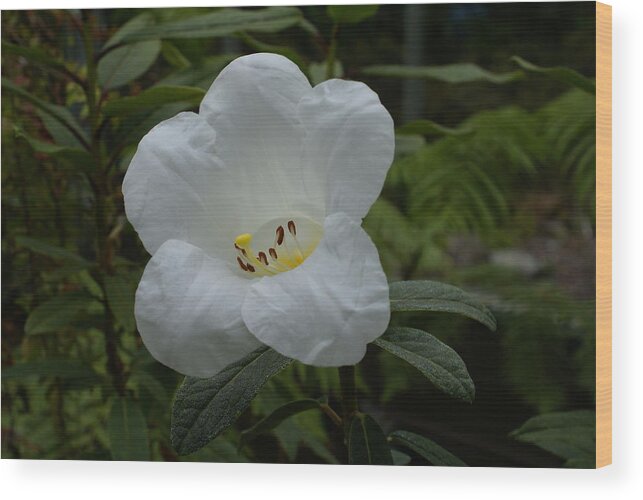 Rhody Wood Print featuring the photograph White Rhododendron by Jerry Cahill