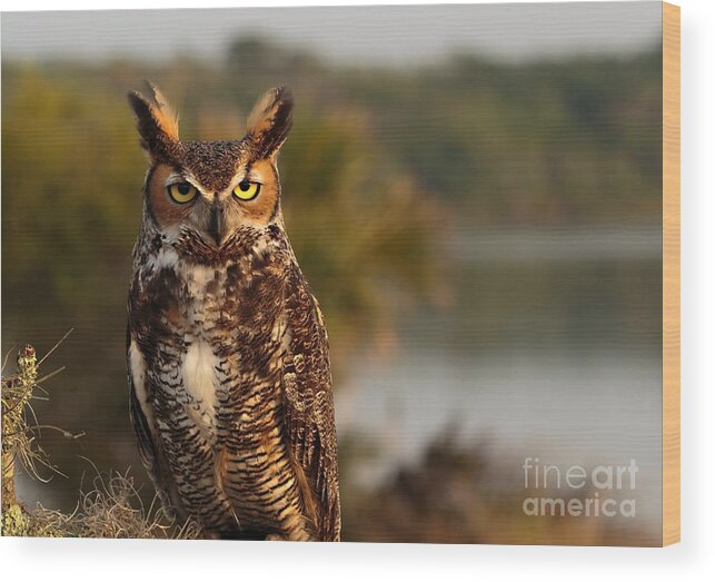 Great Horned Owl Wood Print featuring the photograph Who Goes There by Mary Lou Chmura