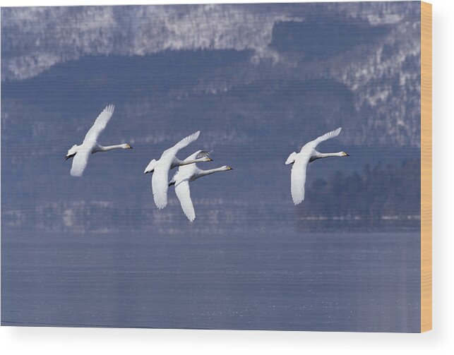 Feb0514 Wood Print featuring the photograph Whooper Swans Flying Hokkaido Japan by Konrad Wothe