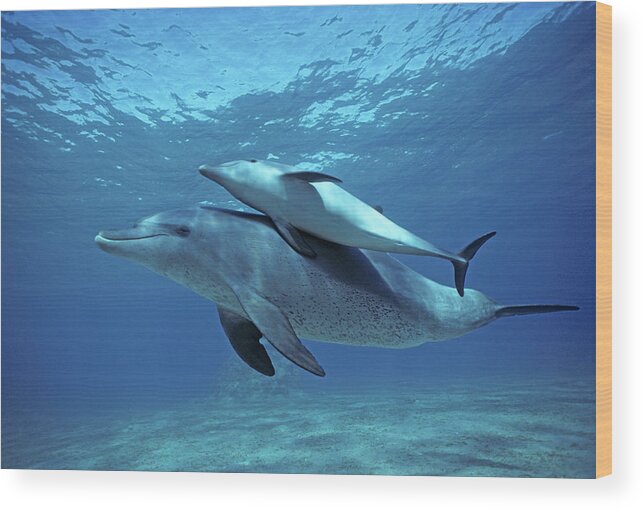 Horizontal Wood Print featuring the photograph Wild Bottlenose Dolphins Mother & Calf by Jeff Rotman