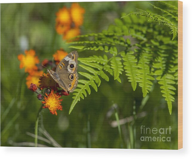 Butterfly Wood Print featuring the photograph Wild Buckeye Camouflage by Dan Hefle