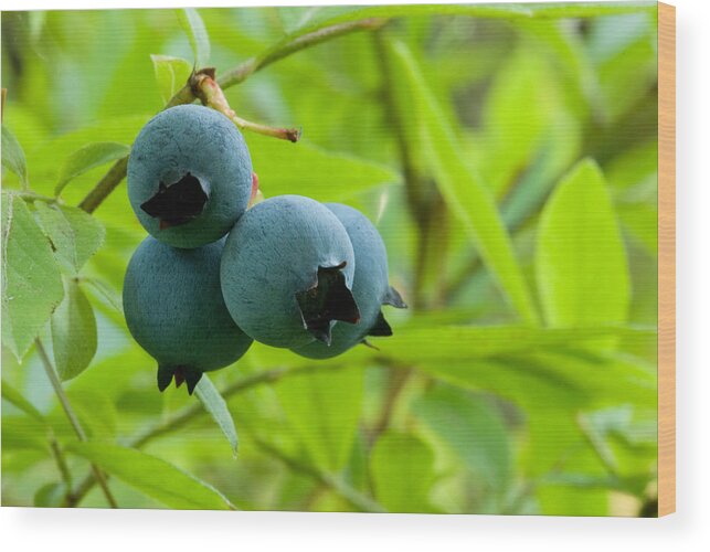 Anti Oxidant Wood Print featuring the photograph Wild Lowbush Blueberries by Paul Whitten