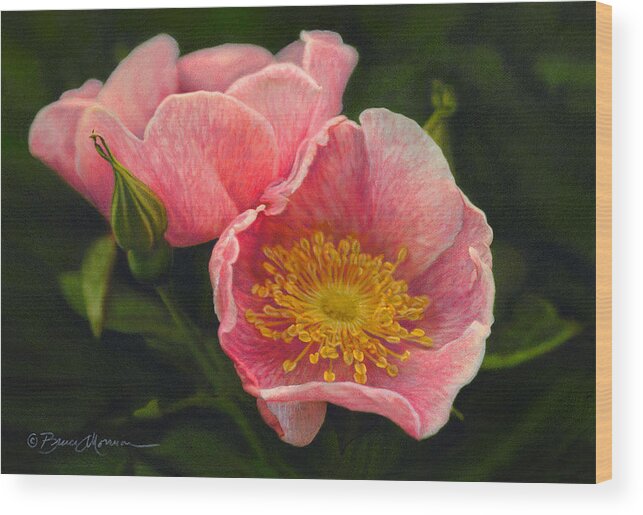 Flower Wood Print featuring the drawing Wild Rose by Bruce Morrison