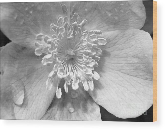 #albertarose #flower #rose #blackandwhite #macro #floral #print #photography # Fineart #art #images Wood Print featuring the photograph Wild Rose by Jacquelinemari