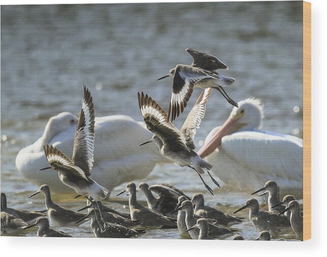 Shorebirds Wood Print featuring the photograph Willets and White Pelicans by Doug McPherson