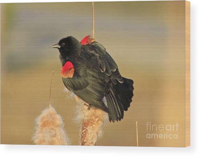 Bird Wood Print featuring the photograph Wings in a Golden Light 2 by Chris Anderson