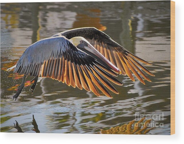 Pelican Wood Print featuring the photograph Wings Of Gold by Quinn Sedam