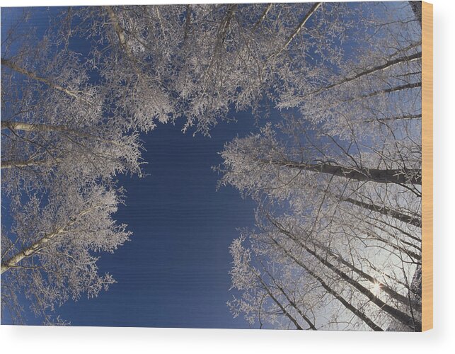 Feb0514 Wood Print featuring the photograph Winter Aspen Canopy Yellowstone by Konrad Wothe