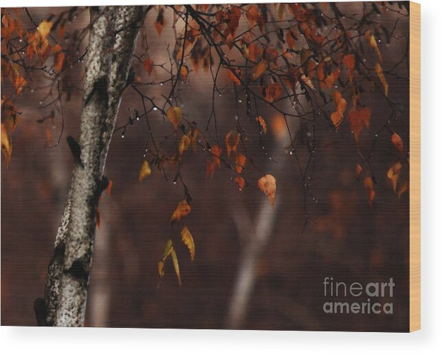 Tree Wood Print featuring the photograph Winter Birch by Linda Shafer
