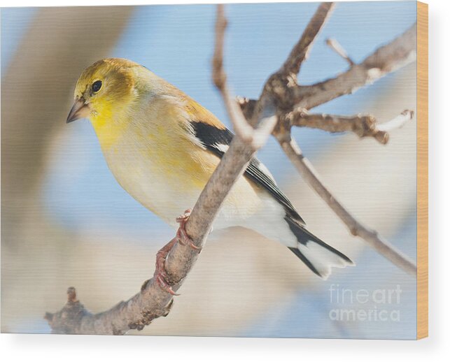 Landscapes Wood Print featuring the photograph Winter Finch by Cheryl Baxter