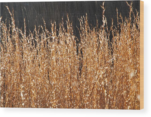 Grass Wood Print featuring the digital art Winter Grass by Linda Segerson
