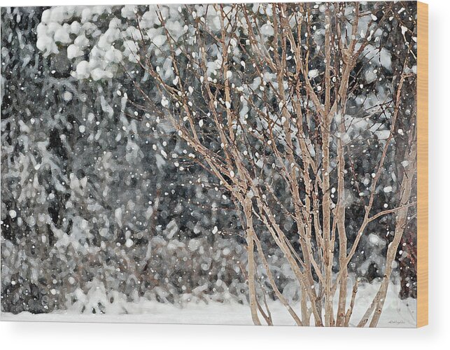 Winter Magnolia Tree Wood Print featuring the photograph Winter Magnolia by Lila Fisher-Wenzel