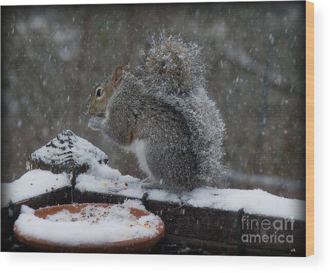 Sandra Clark Wood Print featuring the photograph Winter Squirrel 3 by Sandra Clark