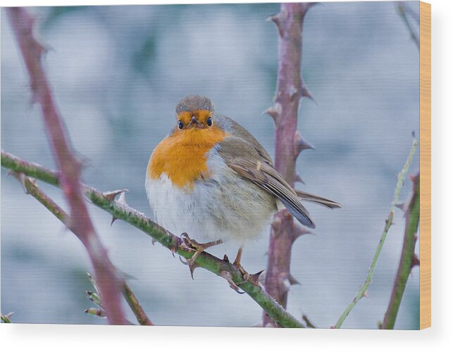 Robin Wood Print featuring the photograph Winters Here by Scott Carruthers