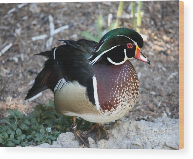 Wood Duck Wood Print featuring the photograph Wood Duck by Carol Groenen