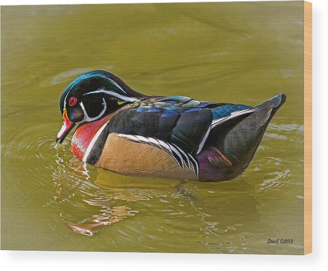 Duck Wood Print featuring the photograph Wood Duck Drake by Stephen Johnson