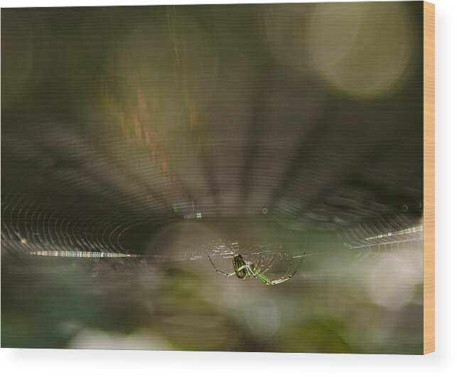 Spider Wood Print featuring the photograph Woodland Spider Abstract by Michael Dougherty