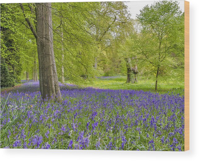 Woodland Wood Print featuring the photograph Woodland Walk in Blue by Trevor Kersley