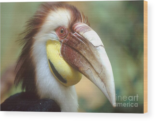 Wreathed Hornbill Wood Print featuring the photograph Wreathed Hornbill by Art Wolfe