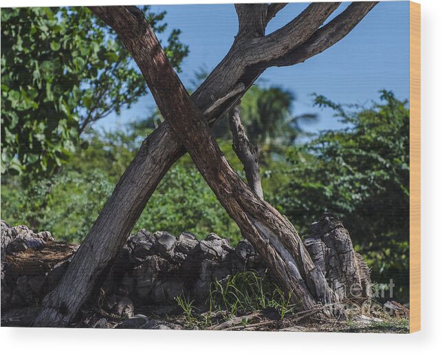 Trees Wood Print featuring the photograph X Marks The Spot by Judy Wolinsky