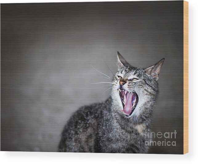 Cat Wood Print featuring the photograph Yawning cat by Elena Elisseeva