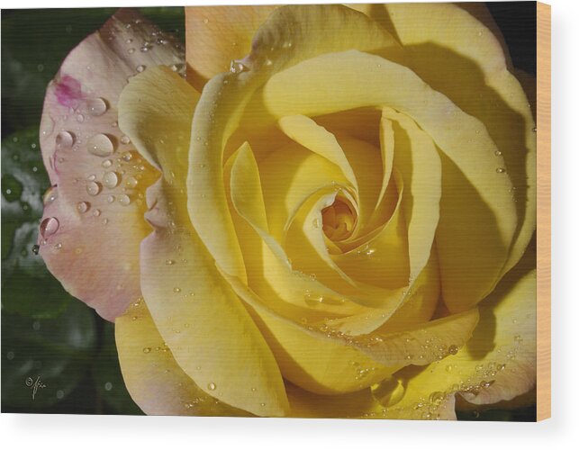 Rose Wood Print featuring the photograph Yellow Crisp by Arthur Fix
