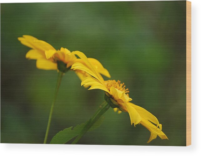 Flower Wood Print featuring the photograph Yellow Dye by Lorenzo Cassina