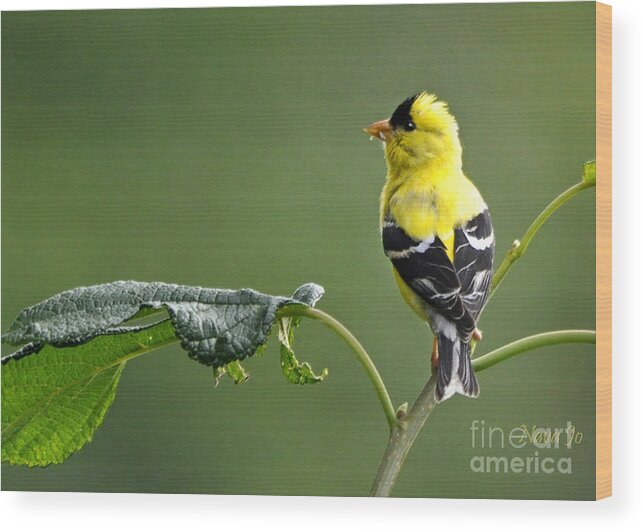 Nature Wood Print featuring the photograph Yellow Finch by Nava Thompson