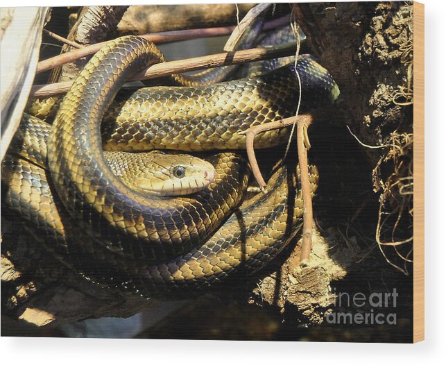 Reptiles Wood Print featuring the photograph Yellow Rat Snakes In An Oak Tree by Kathy Baccari