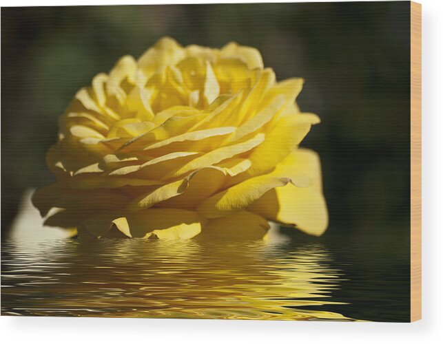 Yellow Rose Wood Print featuring the photograph Yellow Rose Flood by Steve Purnell