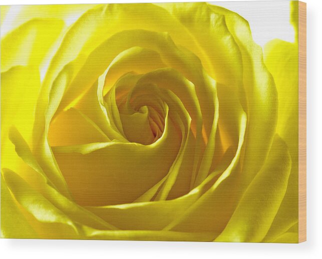 Rose Wood Print featuring the photograph Yellow Rose by Scott Carruthers