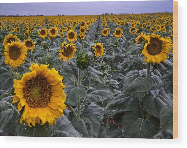 Yellow Wood Print featuring the photograph Yellow Sunflower Field by Dave Dilli