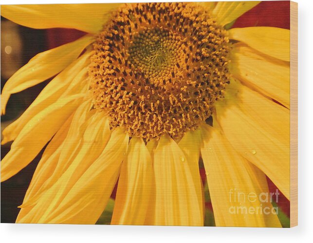 Wood Print featuring the photograph Yellow Sunflower by Sharron Cuthbertson
