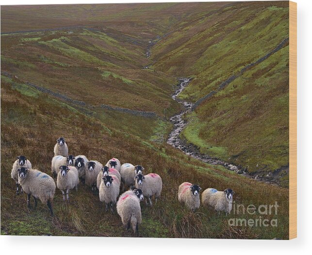 Dales Wood Print featuring the photograph Dales Sheep in the Pennines by Martyn Arnold