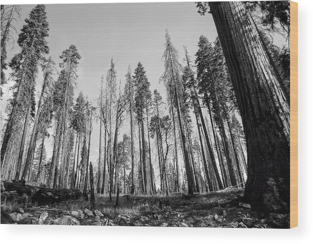 Yosemite Wood Print featuring the photograph Yosemite Forest by David Hart