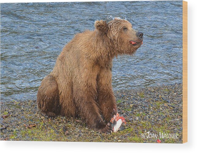 Alaska Wood Print featuring the photograph Yummy Salmon by Joan Wallner