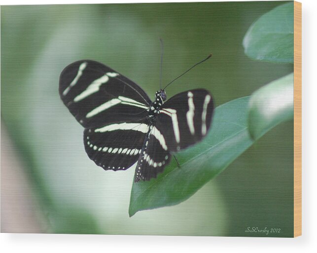 Zen Moment Wood Print featuring the photograph Zebra Longwing Butterfly A Quite Moment by Susan Stevens Crosby