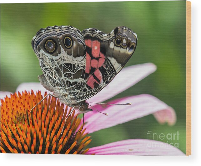 Zebra-swallowtail Wood Print featuring the photograph Butterfly feeding #1 by Bernd Laeschke