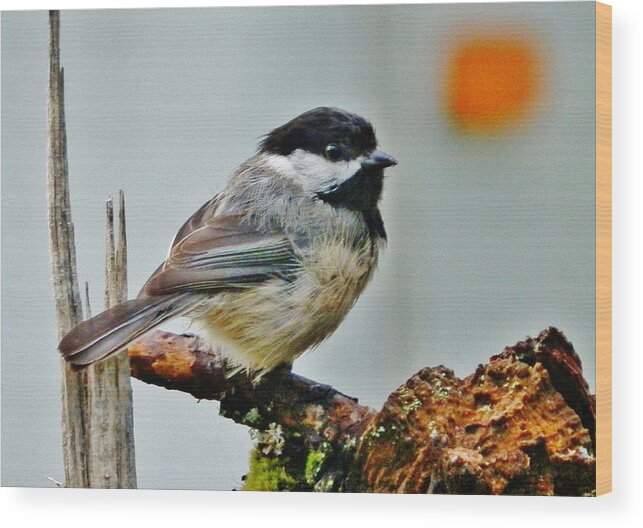 Bird Wood Print featuring the photograph ZEN Chickadee by VLee Watson
