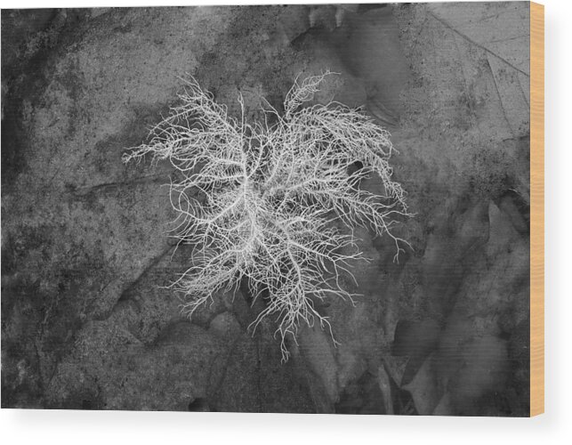 Reindeer Lichen Wood Print featuring the photograph 0802-0013 Reindeer Lichen in the Smith Creek Preserve by Randy Forrester