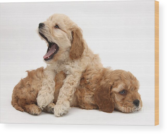 Animal Wood Print featuring the photograph Cockerpoo Puppies #1 by Mark Taylor