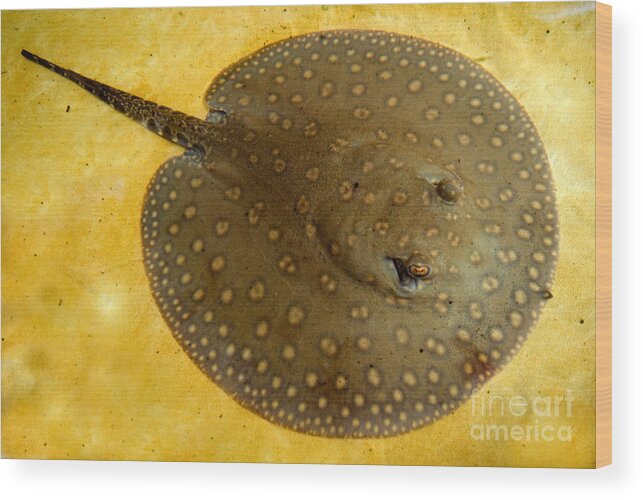 Freshwater Stingray Wood Print featuring the photograph Freshwater Stingray #1 by Dant Fenolio