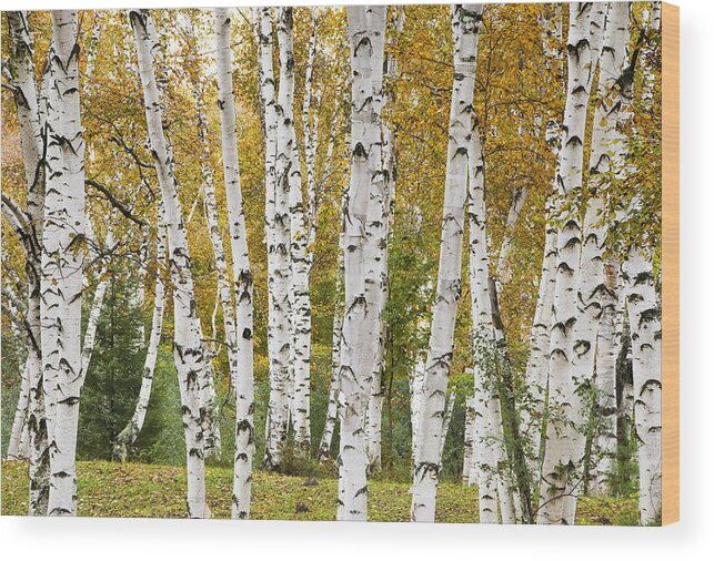 Vermont Wood Print featuring the photograph Golden Birches by Gordon Ripley