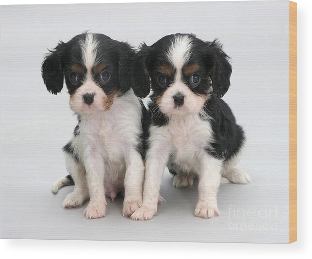 Animal Wood Print featuring the photograph King Charles Spaniel Puppies #1 by Jane Burton