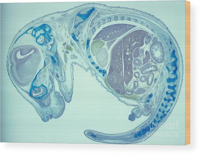 Embryo Wood Print featuring the photograph Mouse Embryo #1 by M. I. Walker