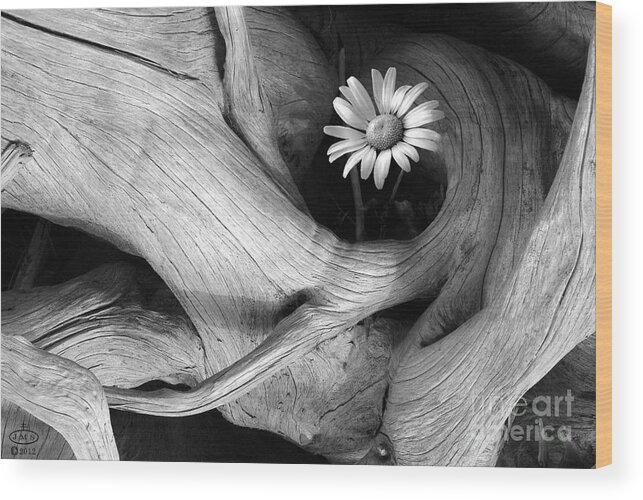 Floral Photograph Wood Print featuring the photograph New Beginning #1 by John Stephens
